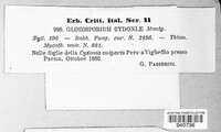 Gloeosporium cydoniae image